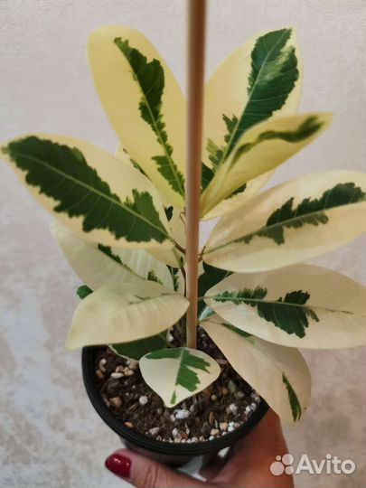 Фикусы сортовые