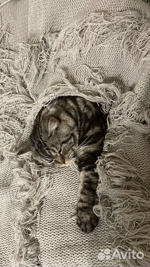 Шотландский кот вязка