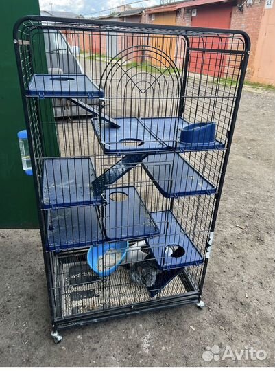 Пара шиншилл с клеткой