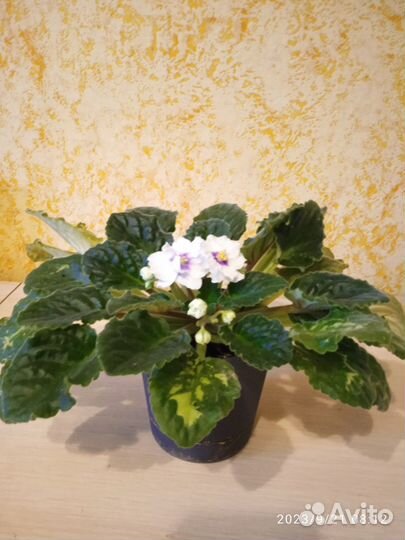 Сортовые фиалки