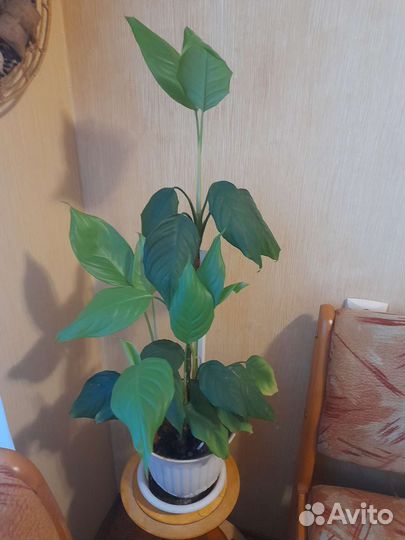 Англаонема скромная