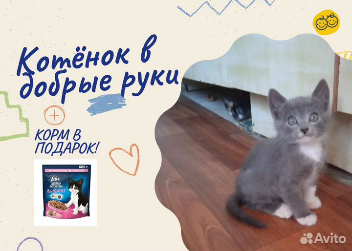 Котята в добрые руки
