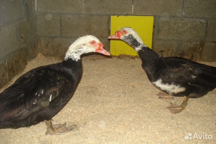 Мускусные утки