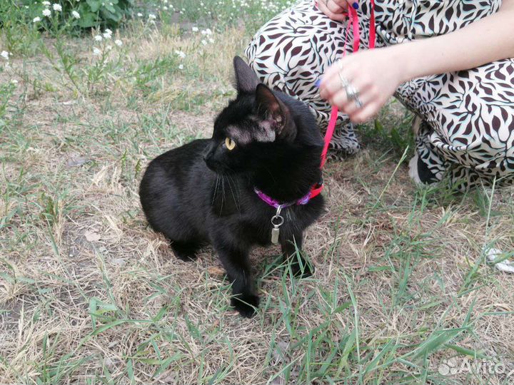 Кошка в дар с приданым