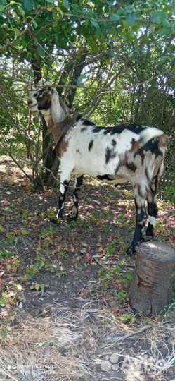 Англо нубийские козы дойные