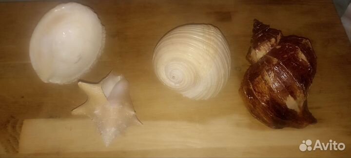 Раковины кораллы для аквариума