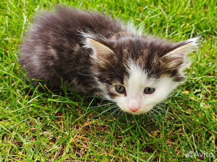 Кошка с котятами