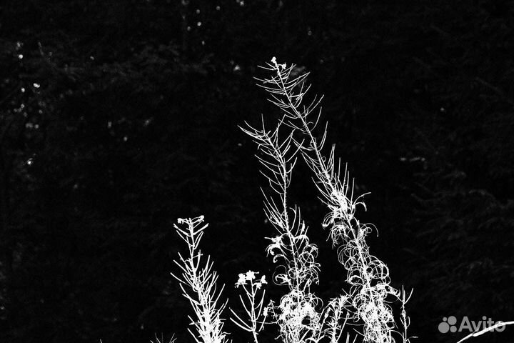 Фото картина