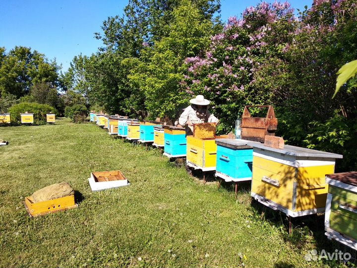 Продаю высокопродуктивные пчелосемьи Карника