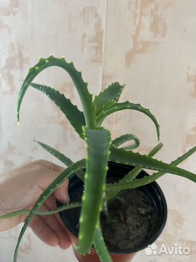 Алое, Столетник лечебный (взрослое растение)