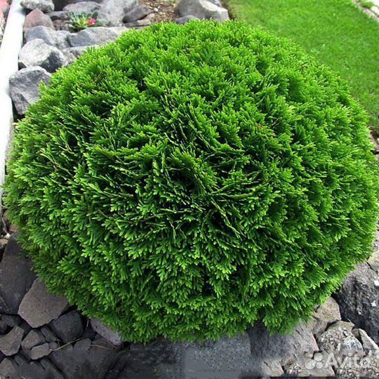 Туи Даника. Большой выбор хвойников