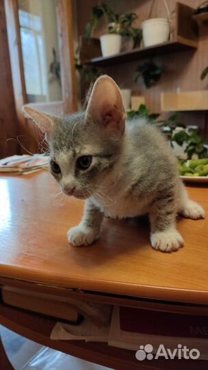 Котёнок сфинкс браш