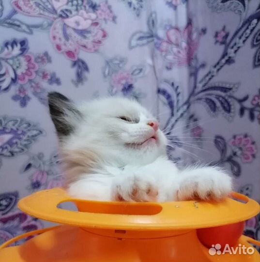 Крошечеки кошечки Рэгдолл