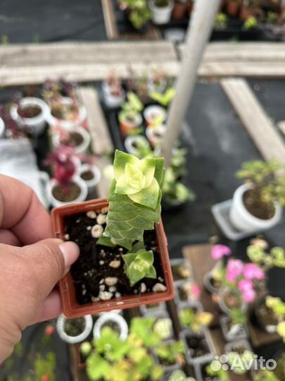 Кактусы и суккуленты