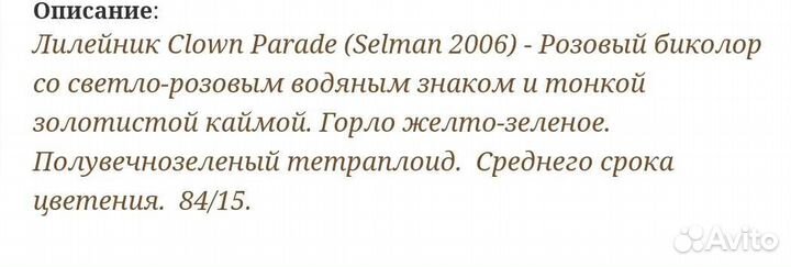 Лилейник Клоун Парад