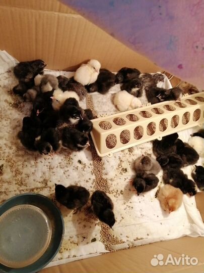 Инкубационное яйцо породистых кур цыплята