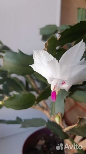 Декабрист белый