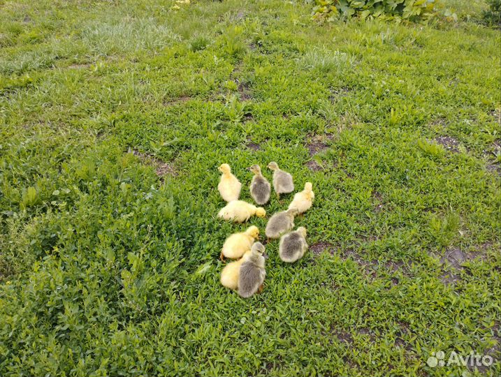 Гусята домашние