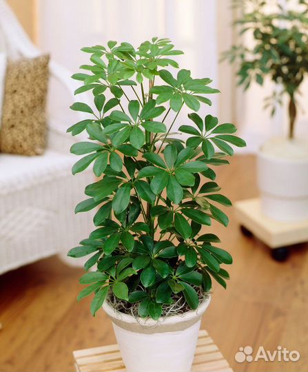 Стаканчики для рассады