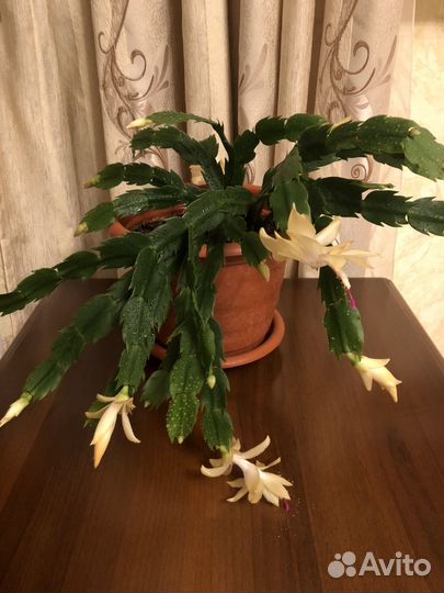 Декабрист лимонный