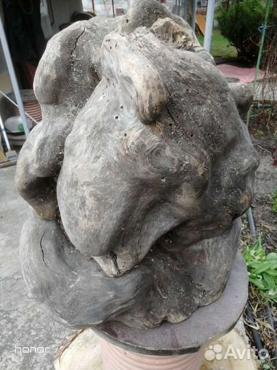 Кап березовый