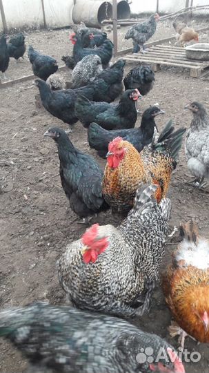 Инкубационное яйцо самых крупных пород кур