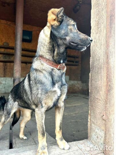 Щенки в добрые руки