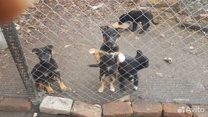 Щенки немецкой овчарки