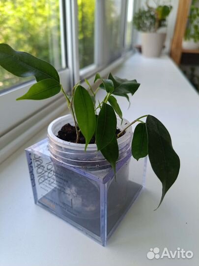 Фикус бенджамина