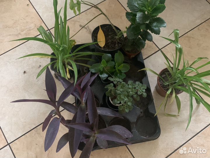 Комнатные растения цветы