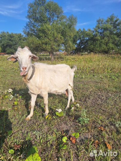 Коза дойная молочная