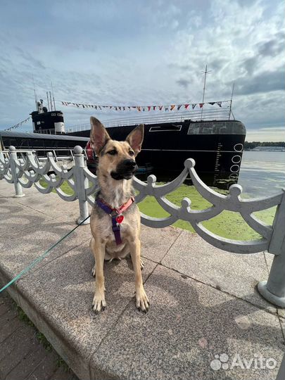 Собака в добрые руки