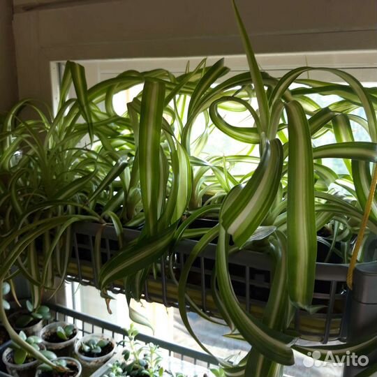 Хлорофитум кучерявый