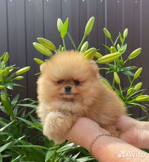 Щенки померанского шпица