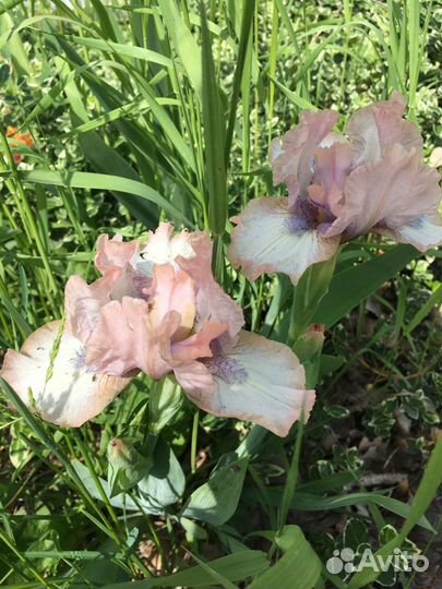 Ирисы