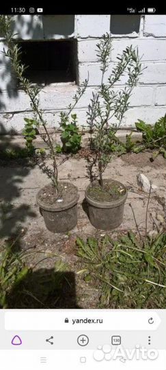 Облепиха саженцы