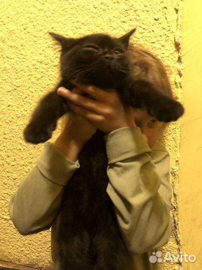 Кошка в добрые руки