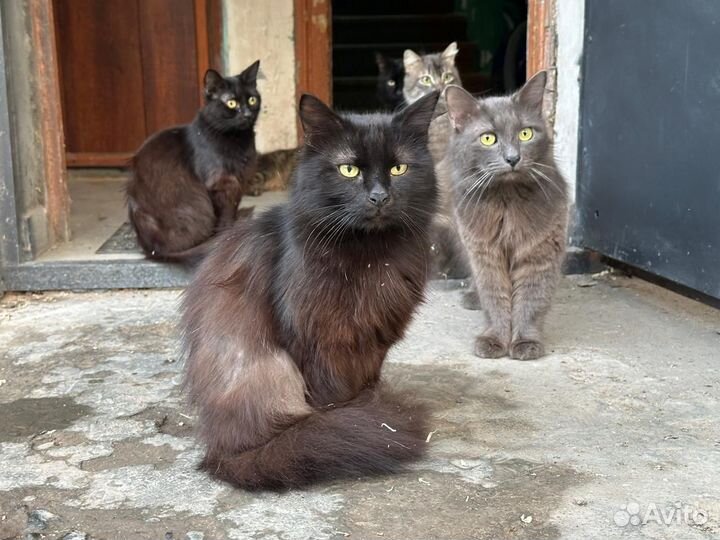 Кошка бесплатно