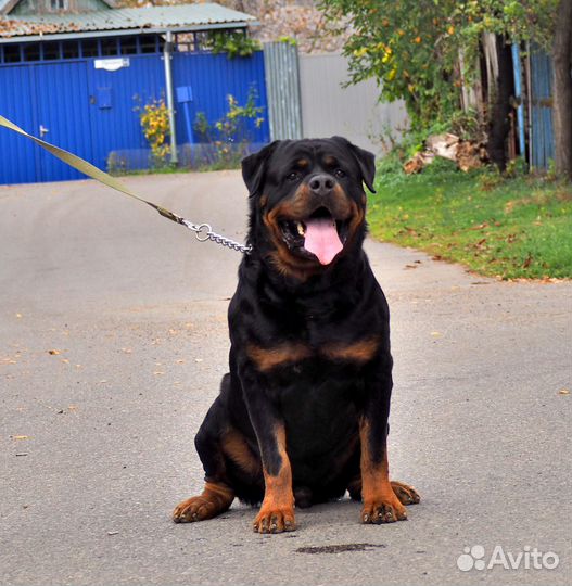 Щенки ротвейлера