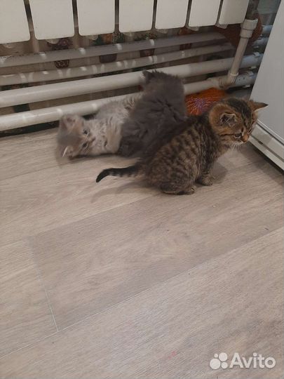 Кошка в дар