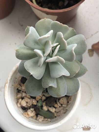 Суккуленты