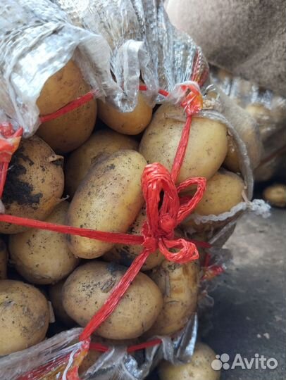 Картошка продажа на еду