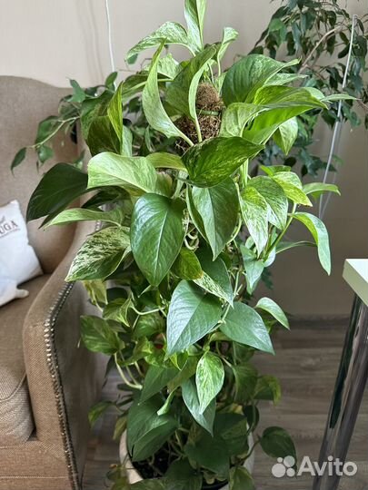 Сциндапсус марбл квин