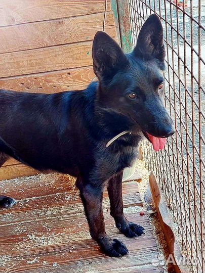 Собака из приюта