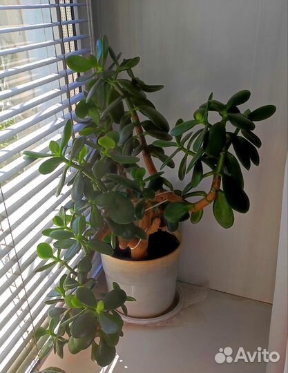 Денежное дерево и щучий хвост