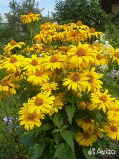 Многолетние цветы для сибири