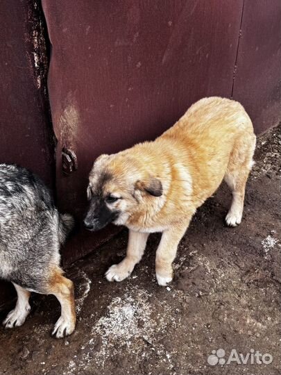 Помесь кавказца