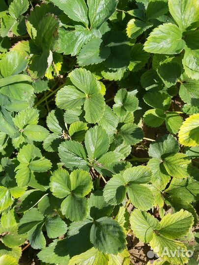 Рассада клубники Урожайная, Зенга-зенгана,Рубин