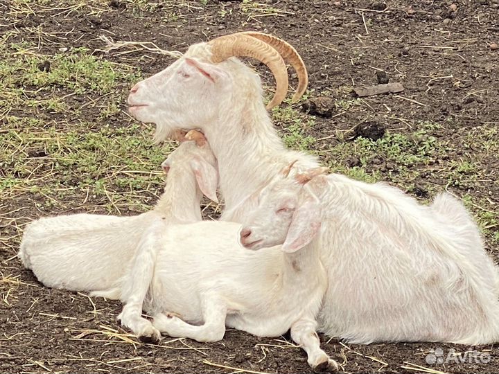 Сельхозживотные