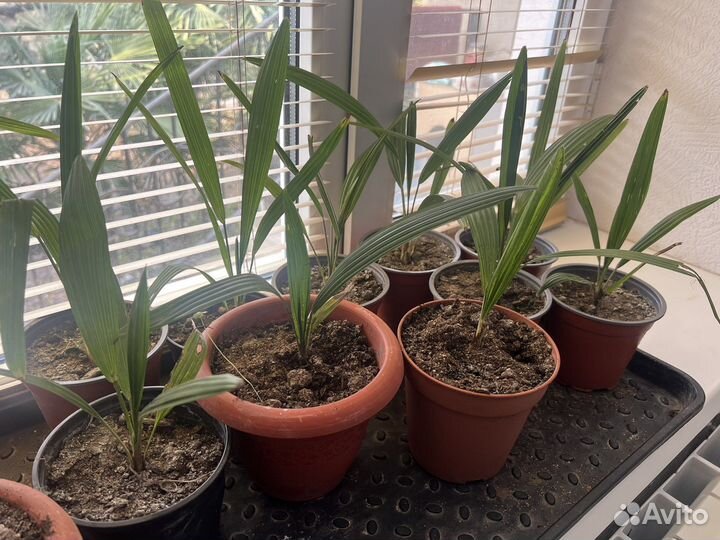 Пальма трахикарпус